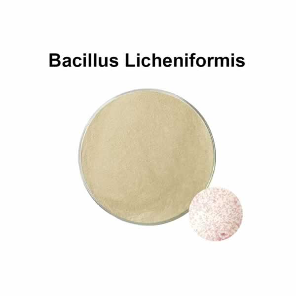  Bacillus Licheniformis probiotics 100 billion probiotic supplement